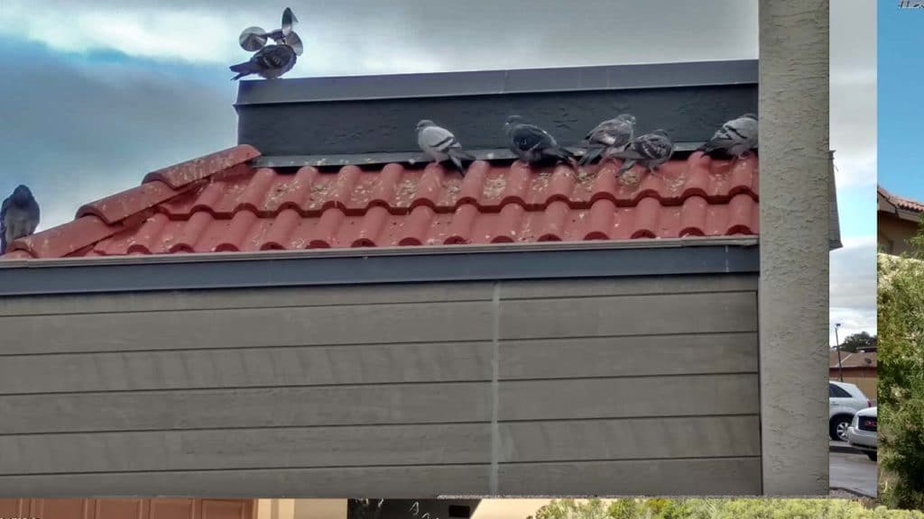 Building Pigeon Removal Service