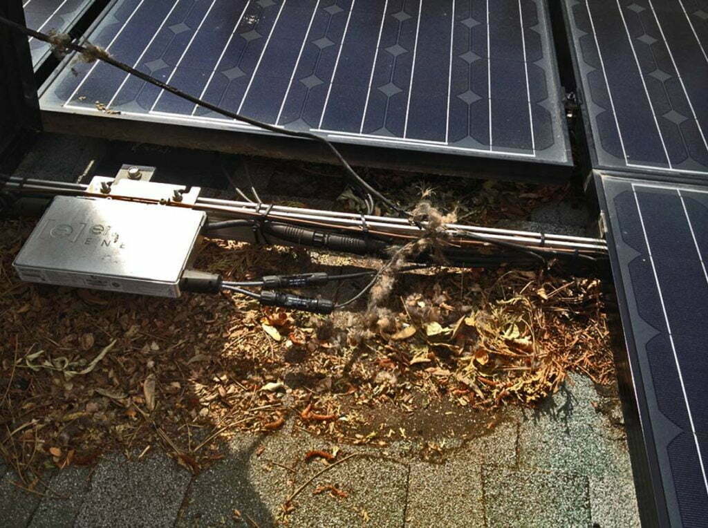 Pigeon Waste on Solar Panels