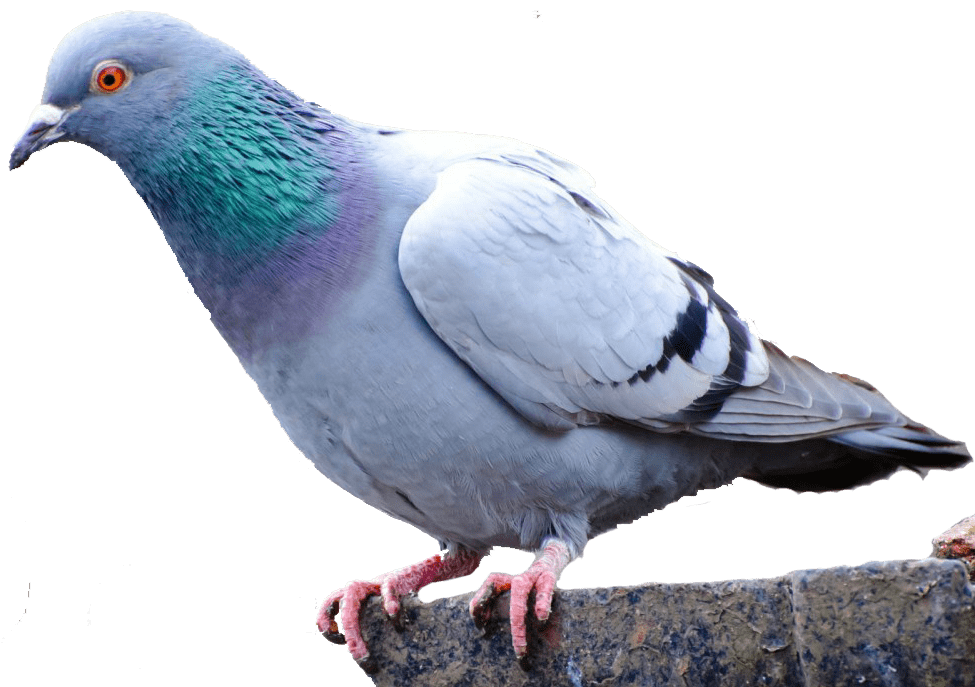 Pigeon Control Twin Cities Removal Of Pigeon Problems